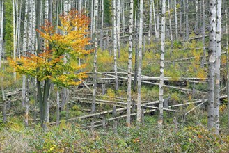 Regrowth of beech trees among dead spruce tree trunks, destruction in forest caused by European