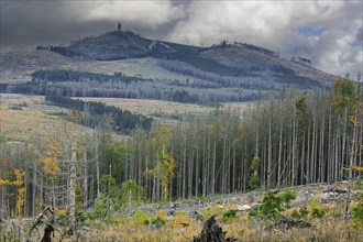 Dead spruce trees, destruction in forest caused by European spruce bark beetle (Ips typographus)