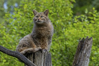 Hunting European wildcat, wild cat (Felis silvestris silvestris) looking for prey from dead tree