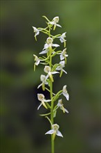 Greater butterfly-orchid (Platanthera chlorantha, Orchis montana, Platanthera montana) white orchid