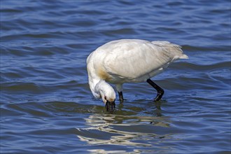 Eurasian spoonbill, common spoonbill (Platalea leucorodia) in breeding plumage foraging by sweeping