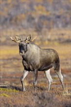 Moose, elk (Alces alces), young bull, male with small antlers foraging on the tundra in autumn,