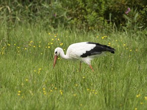 White stork (Ciconia ciconia) foraging in a meadow, North Rhine-Westphalia, Germany, Europe