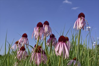 Purple cone flower (Echinacea purpurea), Bavaria, Germany, Europe