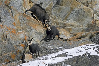 Rutting Alpine chamois (Rupicapra rupicapra) male, buck chasing female and juvenile down rock face