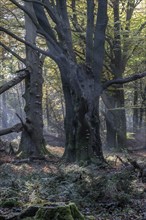 Beech forest (Fagus sylvatica) in autumn foliage, Emsland, Lower Saxony, Germany, Europe