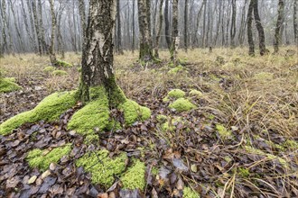 Fog in birch quarry forest (Betula pendula), Emsland, Lower Saxony, Germany, Europe