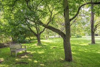 Bench under a tree in a shady park with green lawn on a sunny day, Royal Botanic Gardens (Kew