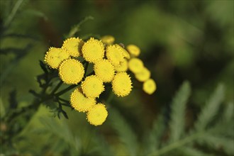 Tansy or worm fern (Tanecetum vulgare), inflorescence, medicinal plant, Wilnsdorf, North