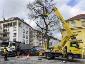 Tree work, Königinstrasse, Munich, Bavaria, Germany, Europe