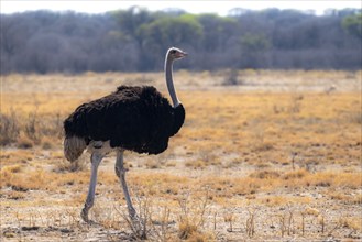 Common ostrich (Struthio camelus), adult male, African savannah, Khama Rhino Sanctuary, Botswana,