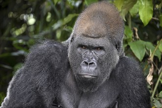 Western lowland gorilla (Gorilla gorilla gorilla) in the Réserve Lésio-Louna nature reserve, near