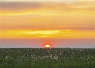 Meadow with fruit stands of the common dandelion (Taraxacum sect. Ruderalia), dandelions, at