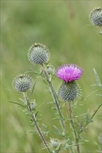 Spear Thistle (Cirsium vulgare), in a meadow, inflorescence, Wilnsdorf, North Rhine-Westphalia,