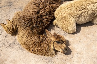 Llama (Lama glama), Sacsayhuaman, Cusco, Peru, South America