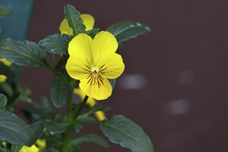 Horned violet (Viola cornuta hybrid), pansy, yellow flower, plants, flowers, violet family,