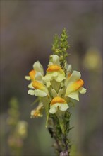 Common toadflax, also common toadflax (Linaria vulgaris), flowers at the roadside, Wilnsdorf, North