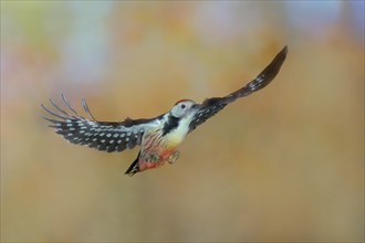 Middle Spotted Woodpecker (Dendrocopos medius), in flight, wildlife, woodpeckers, nature