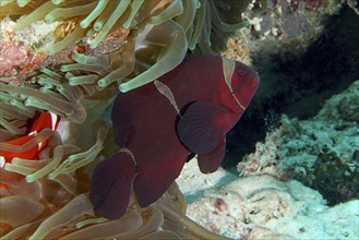 A red velvet anemonefish, spiny anemonefish (Amphiprion biaculeatus) swimming between the tentacles