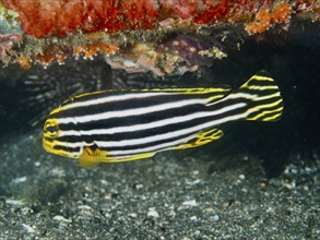 A striped fish, striped sweetlips (Plectorhinchus lessonii), moving along the seabed near corals,