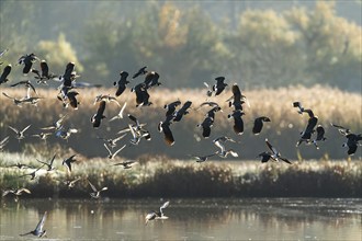 Northern Lapwing, Vanellus vanellus and Black-tailed Godwit, Limosa limosa, birds in flight over