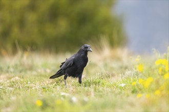 Common raven (Corvus corax) on a flowering meadow in autumn, Pyrenees, Catalonia, Spain, Europe