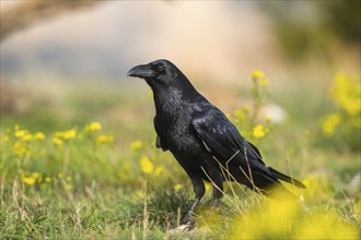 Common raven (Corvus corax) on a flowering meadow in autumn, Pyrenees, Catalonia, Spain, Europe