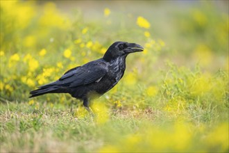 Common raven (Corvus corax) on a flowering meadow in autumn, Pyrenees, Catalonia, Spain, Europe