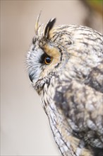 Long-eared owl (Asio otus), or lesser horned owl, sitting on a branch, captive, Pyrenees,