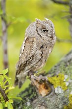 Eastern screech owl (Megascops asio) or Eastern screech-owl, captive, sitting on a branch with