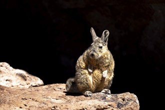 Mountain viscacha (Lagidium viscacia), sitting in the sun on a rock, Reserva Nacional de Fauna