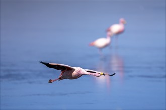 James flamingo (Phoenicoparrus jamesi), flying through in front of a group, frozen lake, ice,