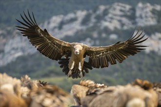 Griffon Vulture (Gyps fulvus) in flight, approaching in the mountains, Pyrenees, Catalonia, Spain,