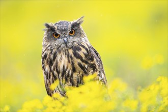 Eurasian eagle-owl (Bubo bubo), captive, sitting in midddle of a sea ??of ??yellow flowers,