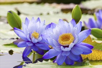 Two purple water lilies with yellow centre on green leaves in calm water, giant water lilies