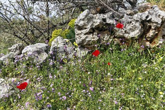 Flower meadow in spring, corn poppy, traditional dry stone wall, Pyrgos, Mani, Greece, Europe