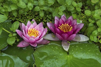 Red and pink water lilies (Nymphaea) on green leaves in a pond, duckweed, pink, Baden-Württemberg,