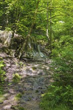 Small waterfall at the Gönningen lakes, calcareous tufa nature trail, idyll, nature, at the foot of