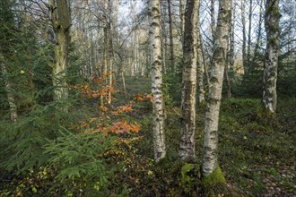 Bog birch forest (Betula pubescens), Schwarzes Moor, near Fladungen, Bavarian Rhön Biosphere