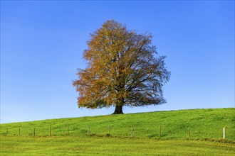 A large tree with colourful autumn leaves in a meadow, surrounded by blue sky, copper beech (Fagus