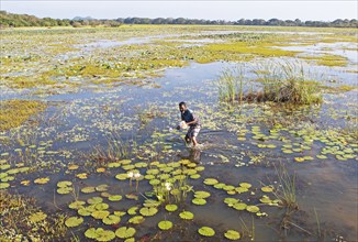 Sri Lankan man picking lotus flowers in Maminiyawa Wewa or reservoir, Central Province, Sri Lanka,