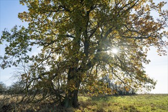 English oak (Quercus robur) in a meadow, in autumn with yellow discoloured leaves, backlit with sun