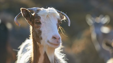 Portrait of a goat with shining fur in the warm light, goat (n), free-range, west of