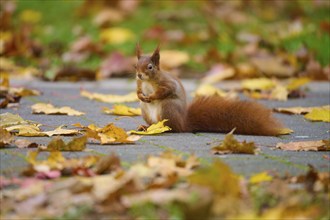 Eurasian squirrel (Sciurus vulgaris), sitting on a walkway covered with autumn leaves in a park,