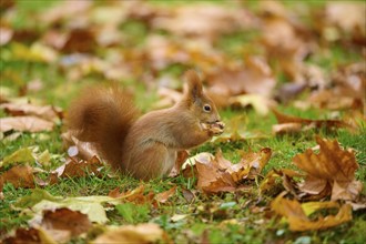 Eurasian squirrel (Sciurus vulgaris), sitting in grass with autumn leaves and holding a nut,