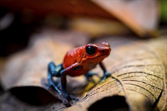 Strawberry frog (Oophaga pumilio) sitting on a dry leaf, Heredia province, Costa Rica, Central