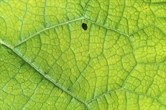 A leaf with a small hole in it. The leaf is green and has many details. Bas rhin, Alsace, France,