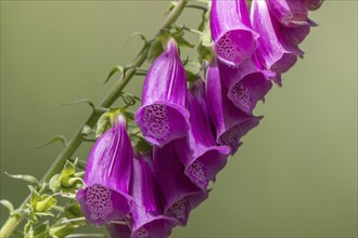 A purple flower with a white centre can be seen in the picture. The flower is surrounded by green