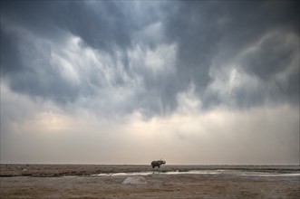 Lone solitary African elephant (Loxodonta africana), splashing water at a waterhole, dramatic