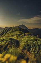 Hiking tour on the Hönig mountain in the Lechtal valley near Berwang in Tyrol, Austria, Europe